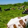 200 ganaderos se beneficiarán con ganadería sostenible y libre de deforestación en Zamora Chinchipe