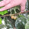 Ecuador es primero en el mundo en producir semillas de híbridos de café Arábica

