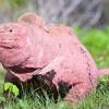 2 crías de iguana rosada fueron halladas en Galápagos