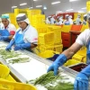 Las exportaciones agrícolas peruanas crecieron 6,9 % entre enero y abril, impulsadas por frutas frescas y café