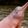 Una investigación revela los principales factores que ponen en riesgo la supervivencia de los delfines rosados y grises
                                                width=
