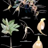 Describen 17 nuevas especies de orquídeas en Ecuador