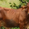 Carne bovina congelada será exportada a Egipto
