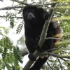 Tres años de prisión para un ecuatoriano por tenencia de un mono aullador