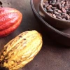 El precio del cacao está en $ 8.797 por tonelada 
