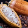 El precio del cacao está encima de los $ 8 mil 