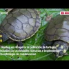 La conservación de las tortugas charapas en el Yasuní