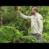 La mora, la incómoda invasora de las Galápagos