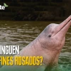 Noticias de Ecuador hoy. Podcast Noti Oriente [29 de junio de 2026]