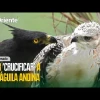 Noticias de Ecuador. Podcast Noti Oriente [7 de junio, 2023]