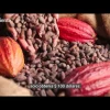 ¿Qué significa para Ecuador el precio récord del cacao? 