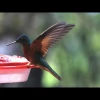 Tapichalaca, un corredor natural de aves migratorias