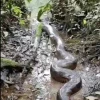Anaconda fue liberada en el Parque Nacional Yasuní