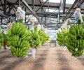 Sector bananero activa plan preventivo por posible llegada de El Ni&ntilde;o