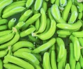 Exportaciones de banano crecen 9,87 % y superan las 111 millones de cajas en el primer trimestre