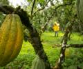 Fin del espejismo: el cacao cae y vuelve a su piso hist&oacute;rico