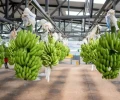 Tanzania busca abrirse paso en un negocio de USD 800 millones dominado por Ecuador