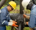 Petroecuador avanza en seguro petrolero para proteger ingresos ante ca&iacute;da del WTI