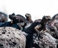 $ 3 millones de canje de deuda para proteger Galápagos fueron entregados