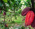 Turismo gastron&oacute;mico en Ecuador: la ruta del cacao impulsa nuevas experiencias de lujo