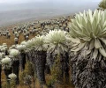 &iquest;Qu&eacute; es un p&aacute;ramo? El ecosistema que ayuda a abastecer de agua a millones en Colombia