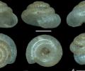Describen dos nuevas especies de caracoles terrestres microsc&oacute;picos en Ecuador