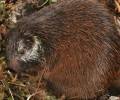 Cient&iacute;ficos describen nueva especie de puercoesp&iacute;n en el Parque Nacional Sangay