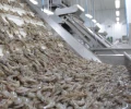 El modelo del camar&oacute;n en Ecuador: una ruta de diversificaci&oacute;n que mira Nigeria