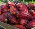 Mars y ofi impulsan producci&oacute;n de cacao sostenible en Ecuador 