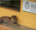 Rescatan a un jaguar herido en la Amazonia colombiana