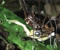 Descubren en Ecuador que ar&aacute;cnidos &ldquo;segadores&rdquo; pueden depredar ranas vivas