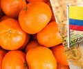 Ecuador busca crecer en el mercado de mandarinas Tango de Estados Unidos