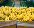 Tras haber cerrado 2024 con exportaciones por valor de 3.656 millones de dólares, en los primeros cuatro meses de 2025 se exportaron desde Ecuador un total de 139,73 millones de cajas de banano de 18,14 kilos cada una.