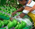 Ecuador lidera exportaciones orgánicas a la Unión Europea