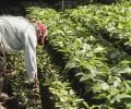 Brasil será el más afectado con el arancel del 50 % que entrará en vigor el 1 de agosto