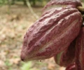 Cacao ecuatoriano avanza en adaptaci&oacute;n a norma europea contra deforestaci&oacute;n