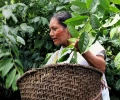 Ecuador impulsa exportaciones de caf&eacute;, cacao y guayusa con certificaci&oacute;n libre de deforestaci&oacute;n