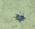 Descubren en Gal&aacute;pagos una nueva especie de pulpo azul de aguas profundas