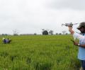 Se utilizaron drones para realizar sobrevuelos y un análisis integral de los sembríos