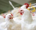 Ecuador quiere llevar su pollo a China