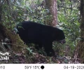 Confirman presencia del oso andino en Putumayo, Colombia