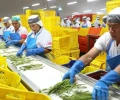 Per&uacute;: Agroexportaciones superan los US$ 3.900 millones en el primer cuatrimestre de 2026