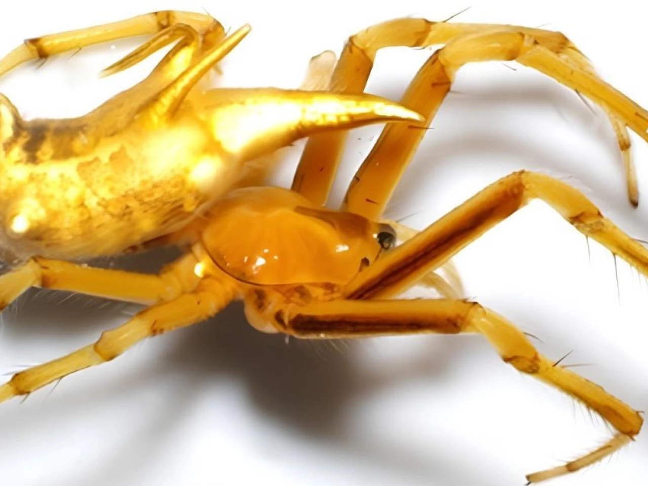 Descubren dos nuevas especies de arañas tejedoras en la Amazonía ecuatoriana 
