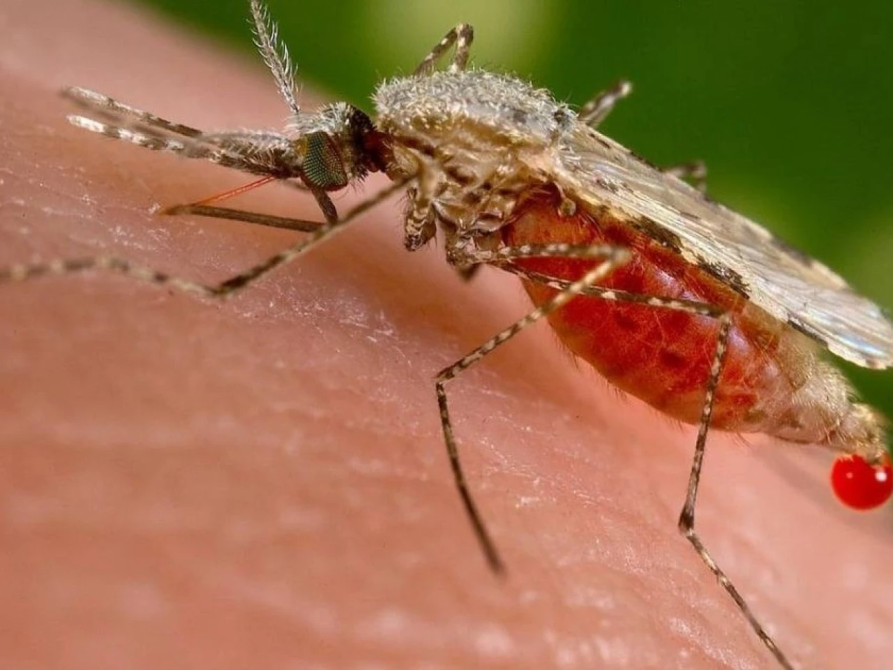 Perú y Ecuador coordinan acciones de control y prevención de la malaria 
