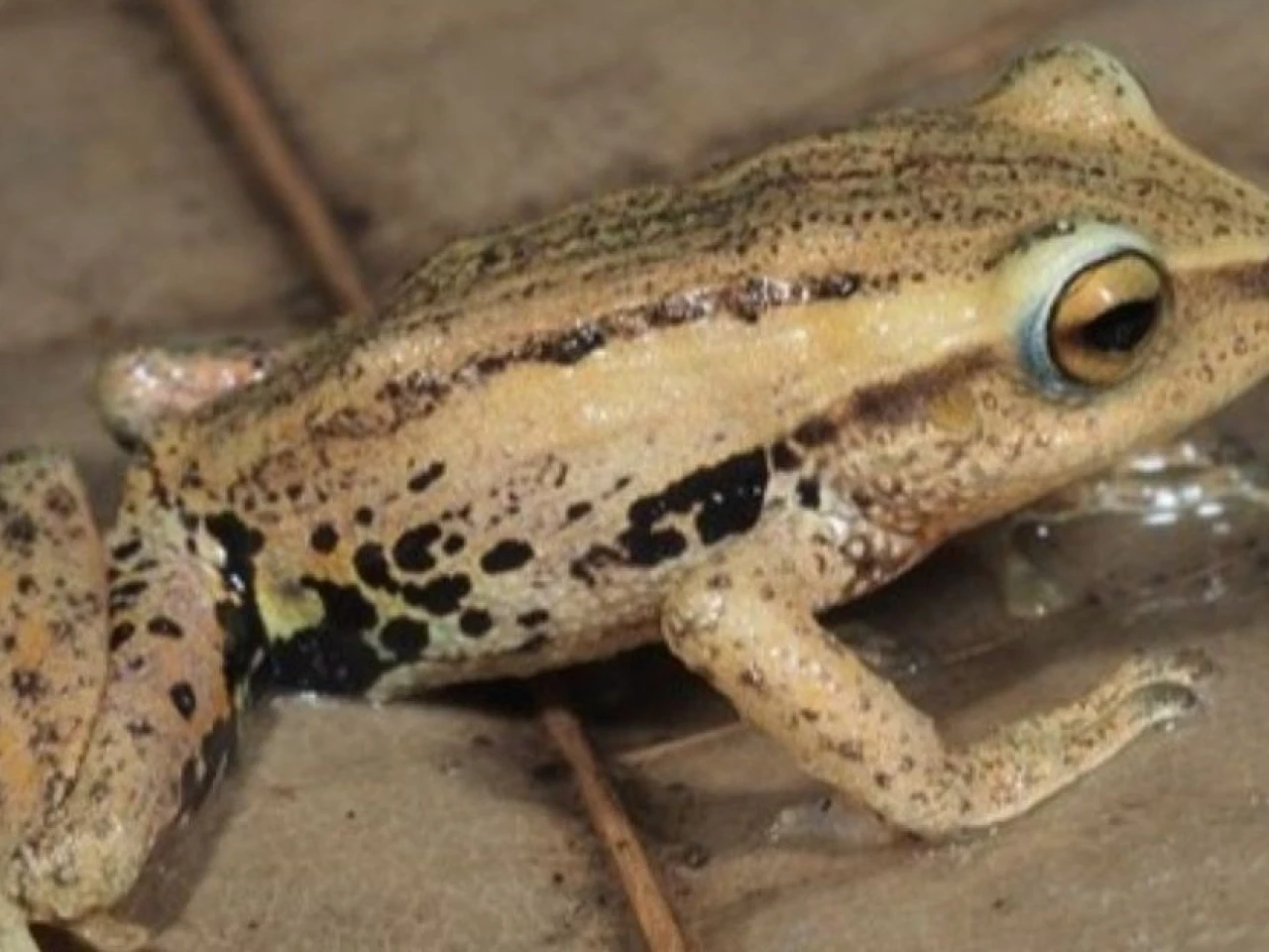 Descubren nuevas especies de ranas en los bosques de bambú del sur de Ecuador