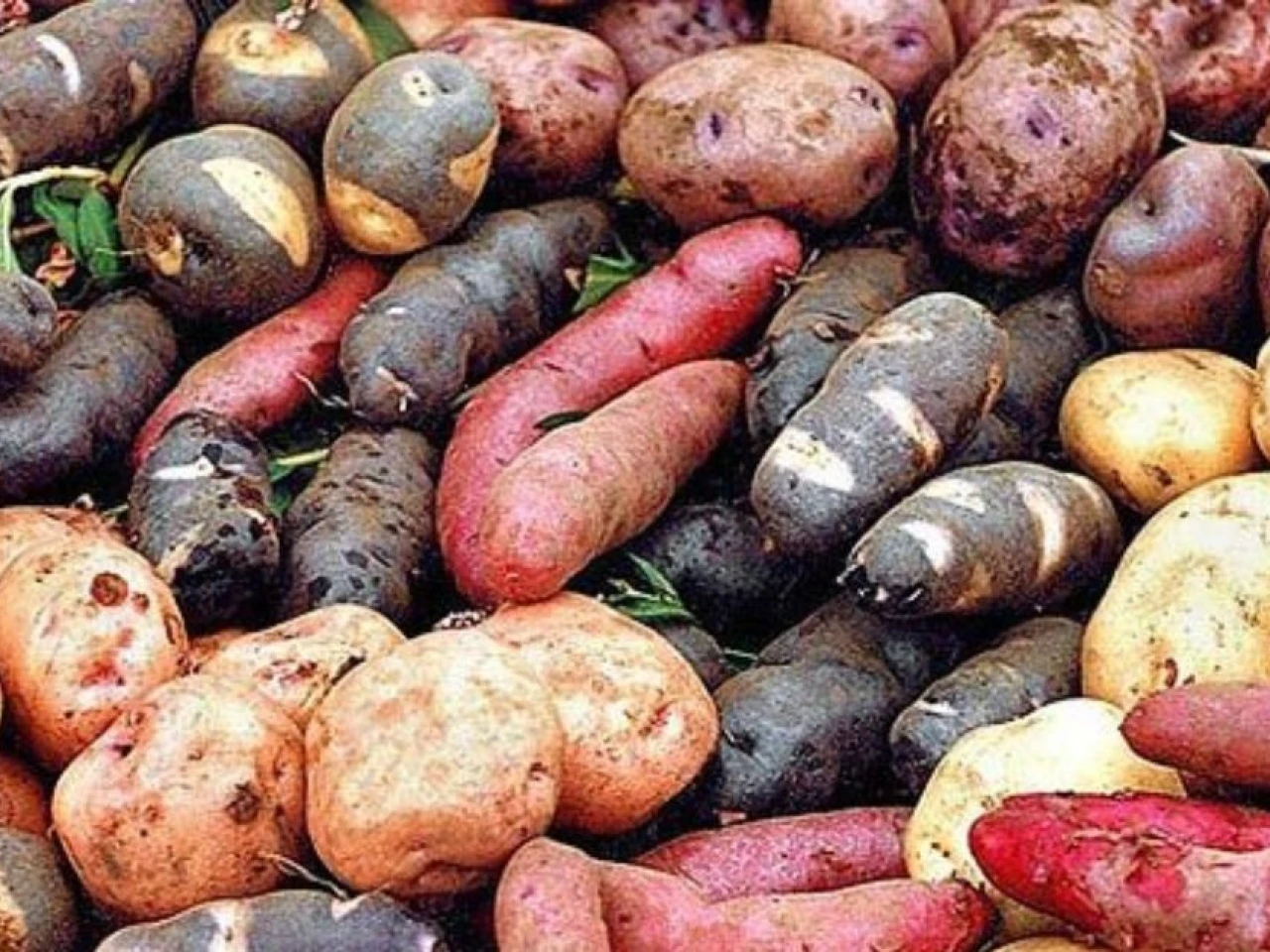 Ecuador prepara nuevas variedades de papa destinadas a la industria de chips de colores 