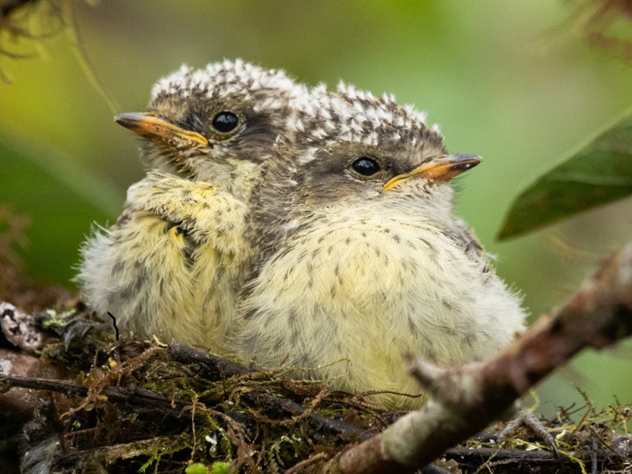 7 pájaros brujos nacieron en Galápagos