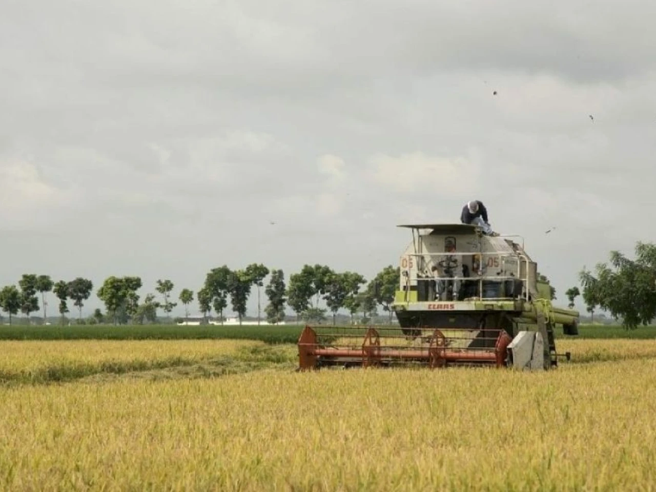 Ecuador exportará 30.000 toneladas de arroz a Colombia desde el 25 de julio