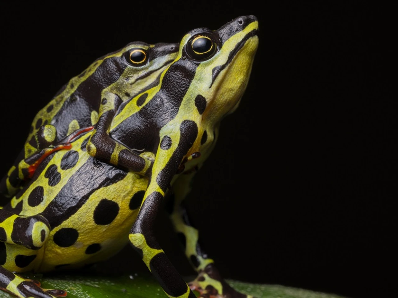 Nueva especie de sapo fue identificada en Orellana y Pastaza 