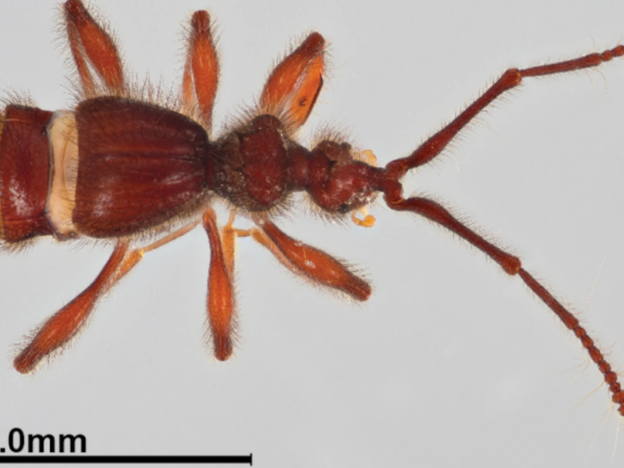 Descubren dos nuevas especies de escarabajos en Napo 